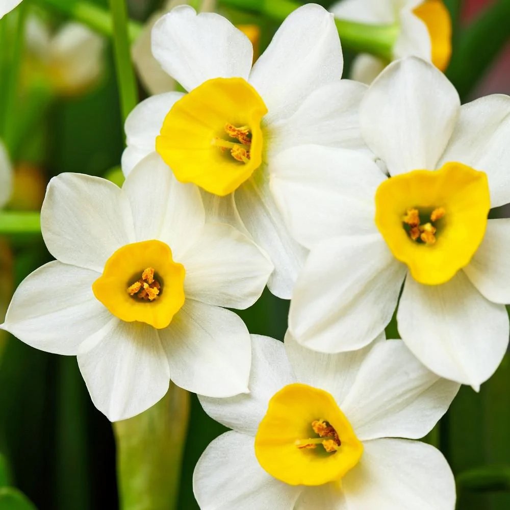 Narcissus 'Wintersun'