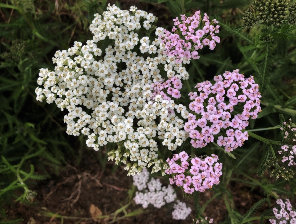 achillea.png