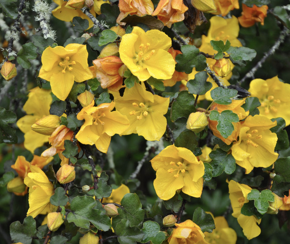 fremontodendron2.png