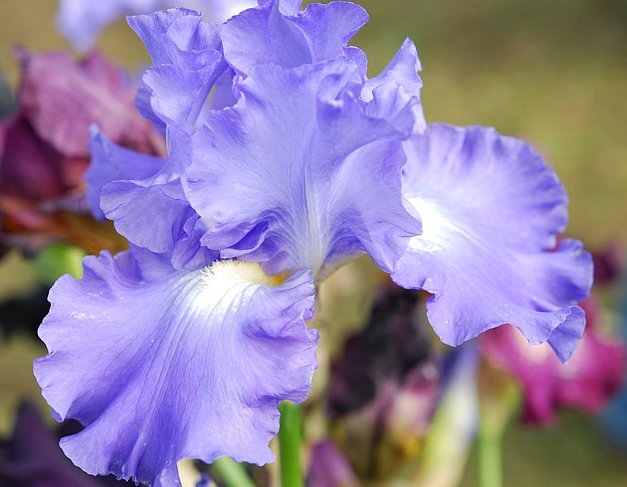 iris-flower-blue-blossom-preview.jpg