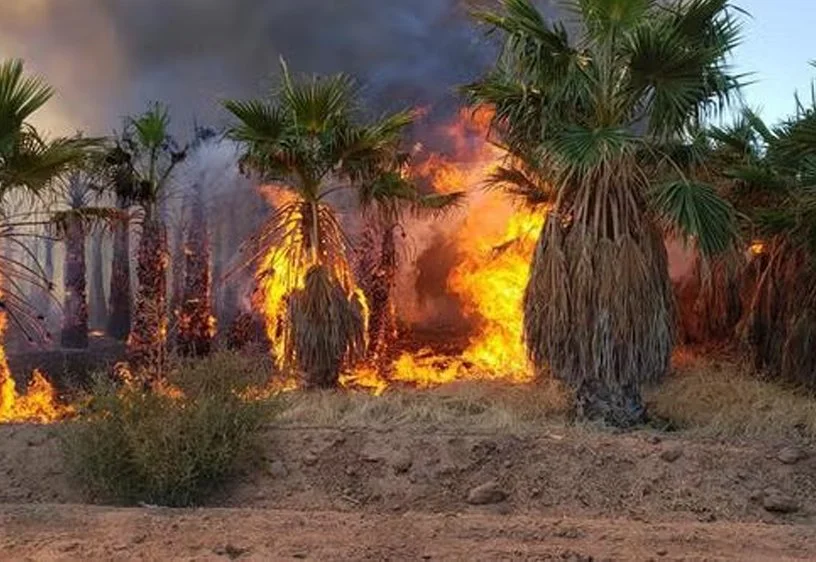 Fire Resistant Plants: What You Need to Know