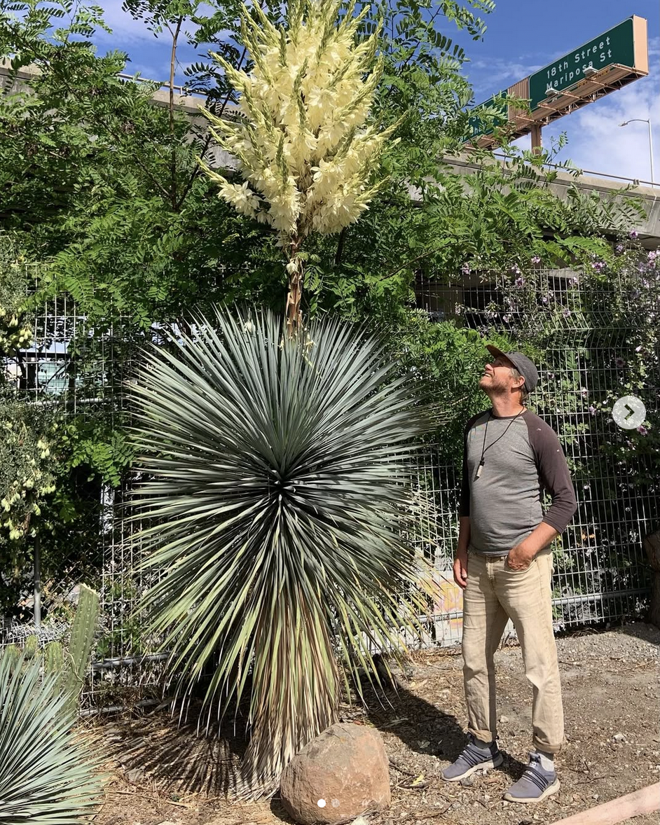 Top Three Sculptural Plants for the Bold Dry Garden