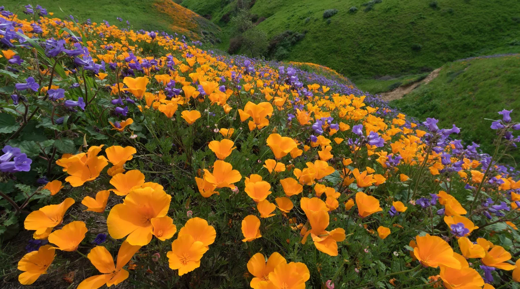 California poppies and Phacelia on a hillside