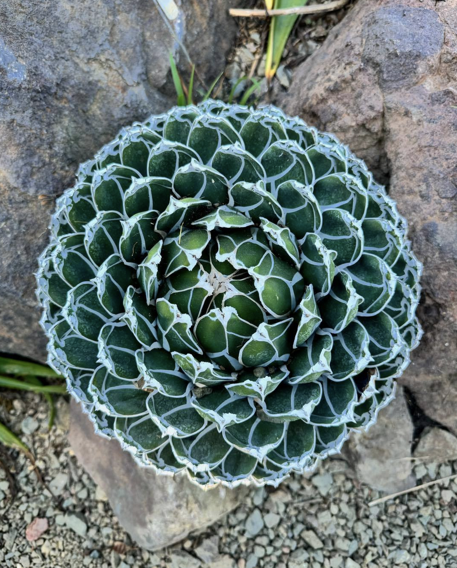Agave victoria-regina