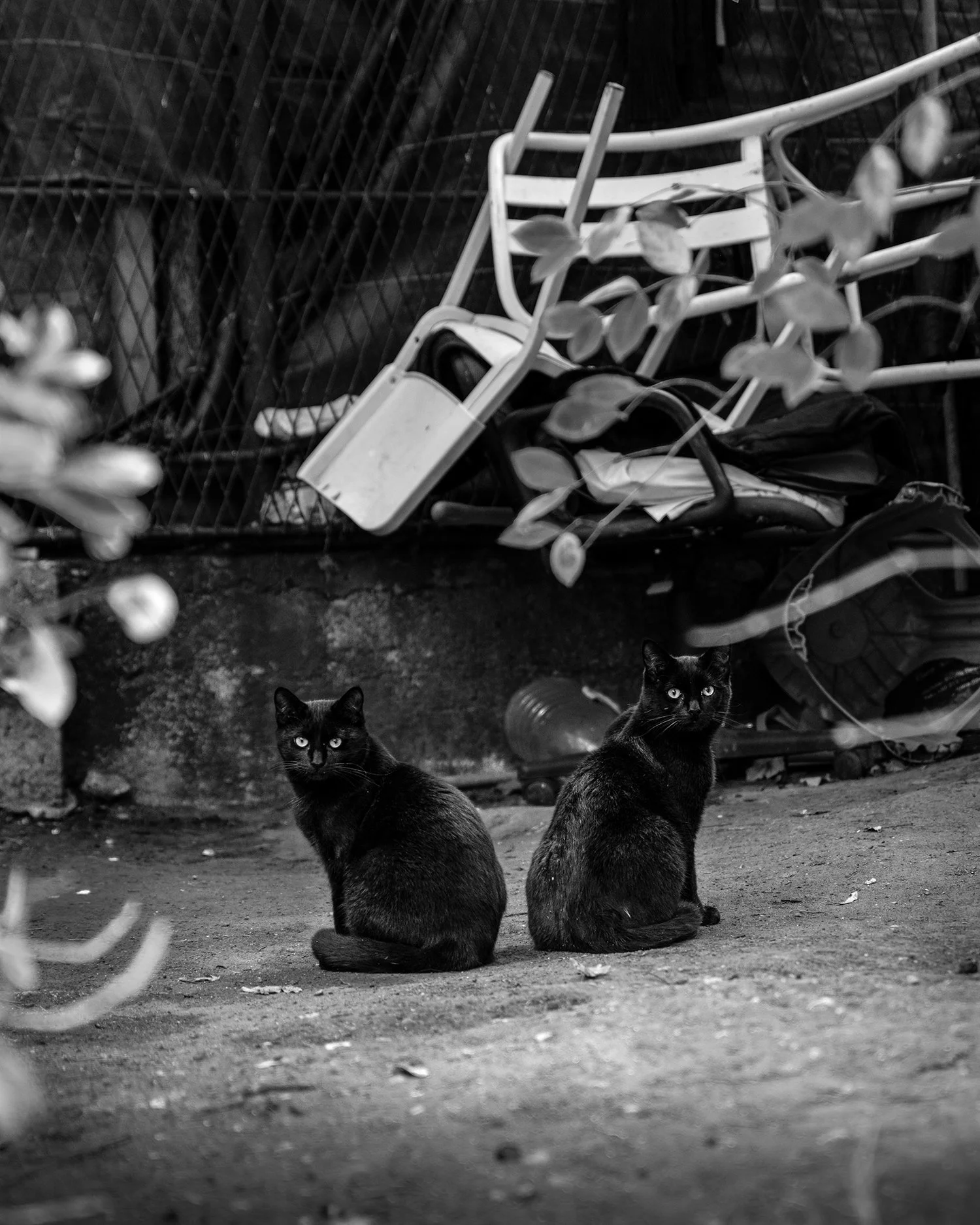 Paris - Two Black Cats - DSC_5606 shopping.jpg
