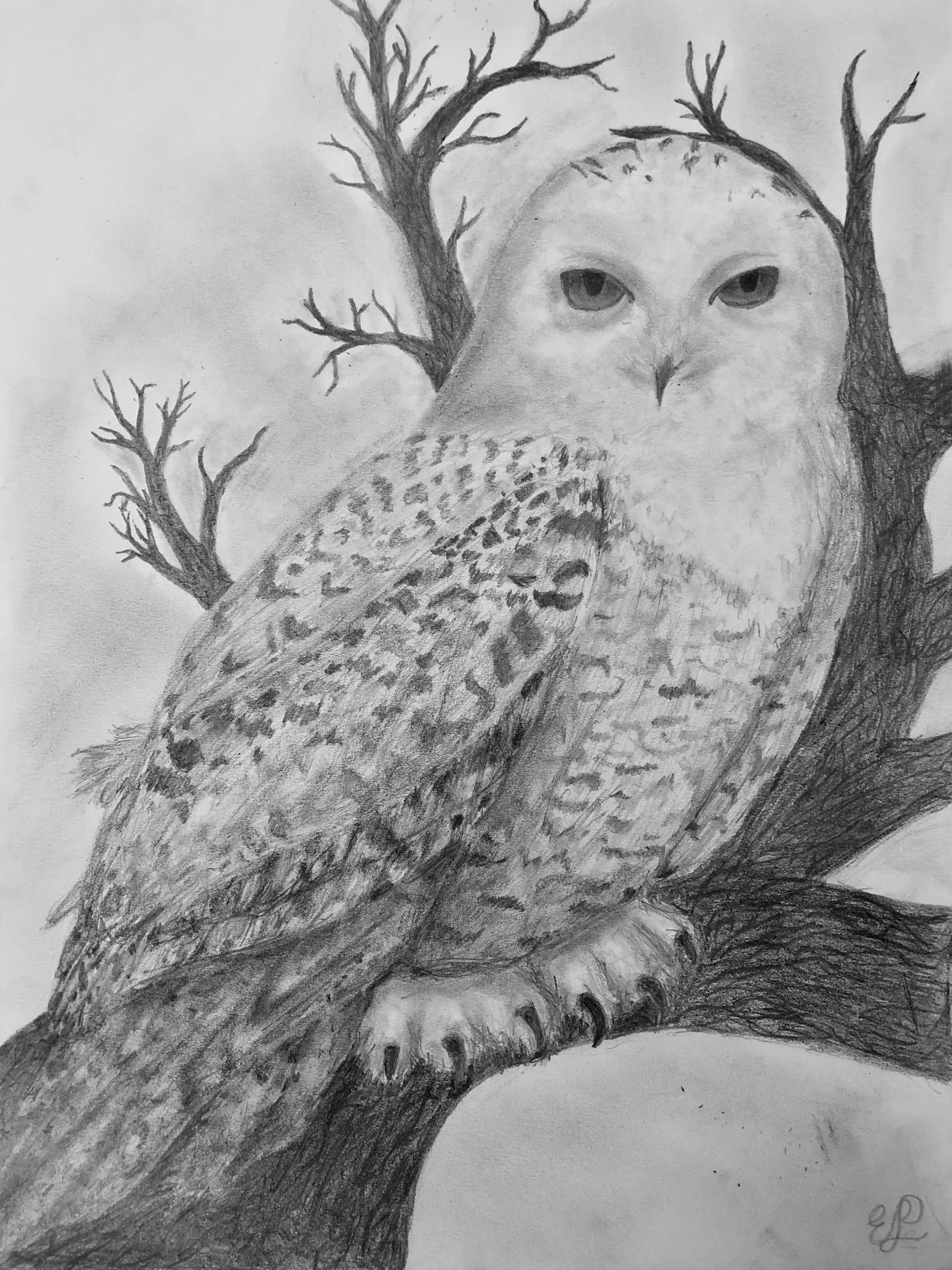Snowy Owl