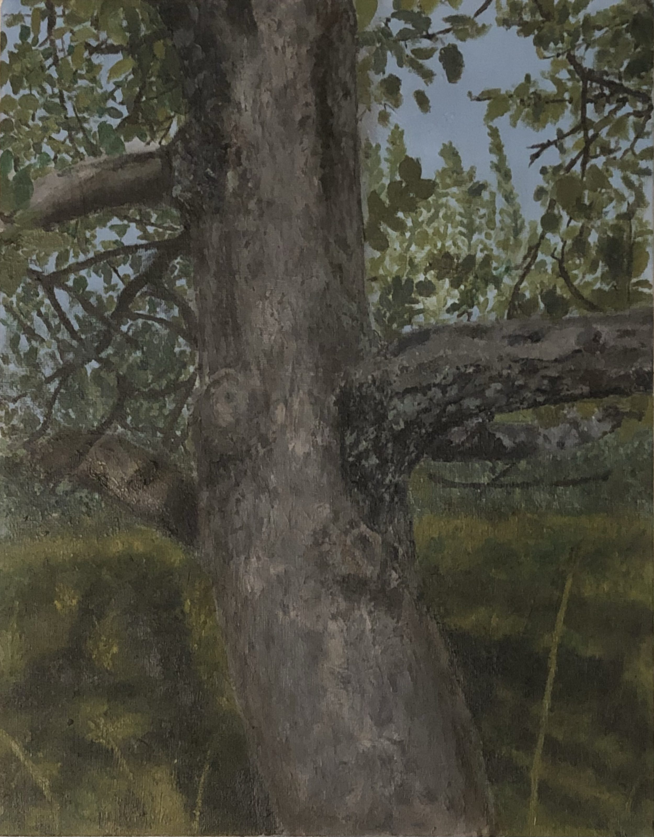 Orchard tree