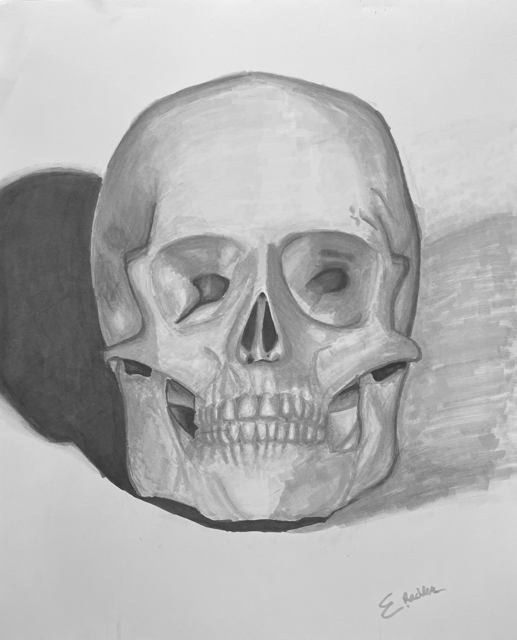 Skull study