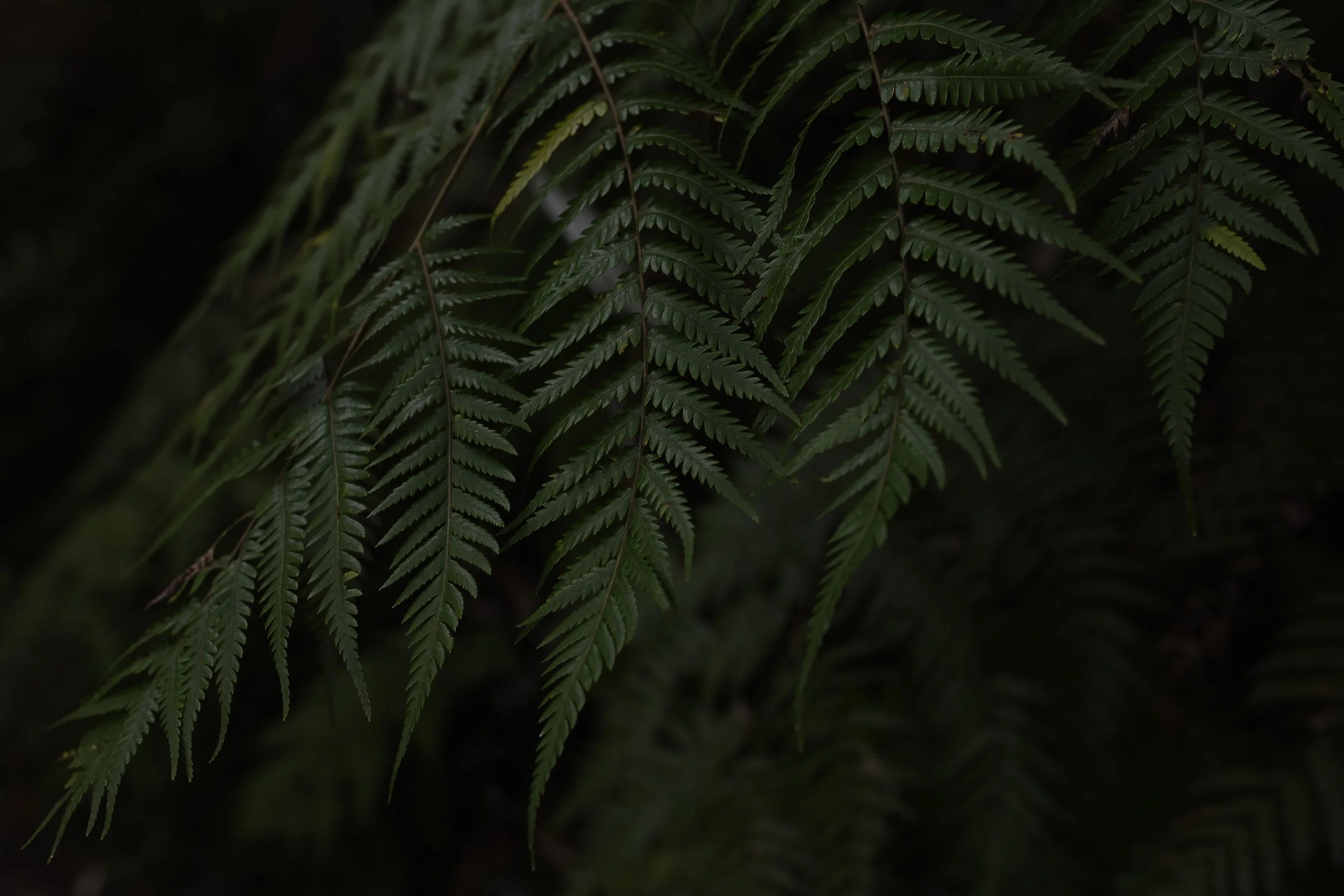 Navigating the New SBTi SME Definition: Empowering New Zealand's Small Businesses