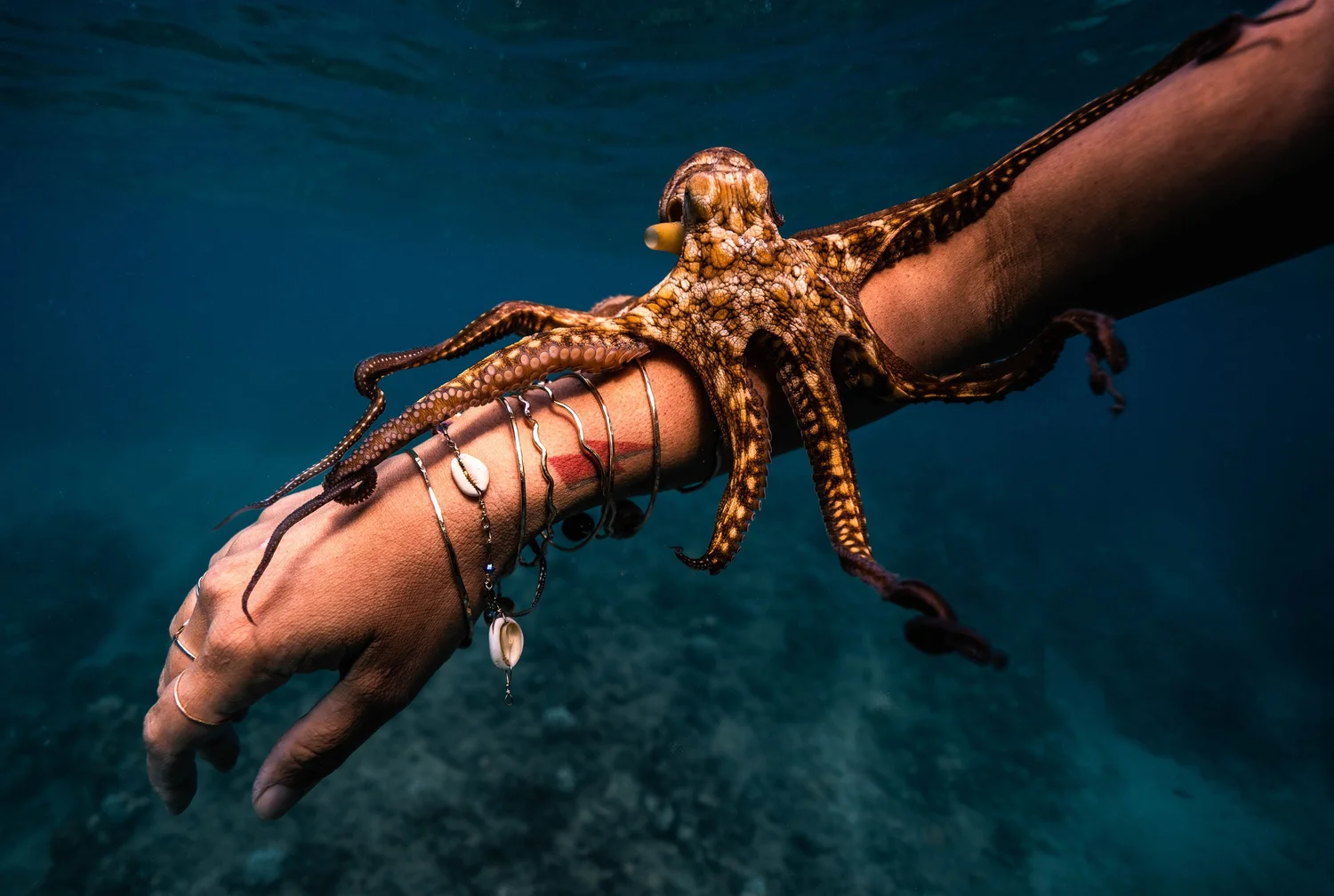 Gift Cards — Kimmy Kai Hawaii