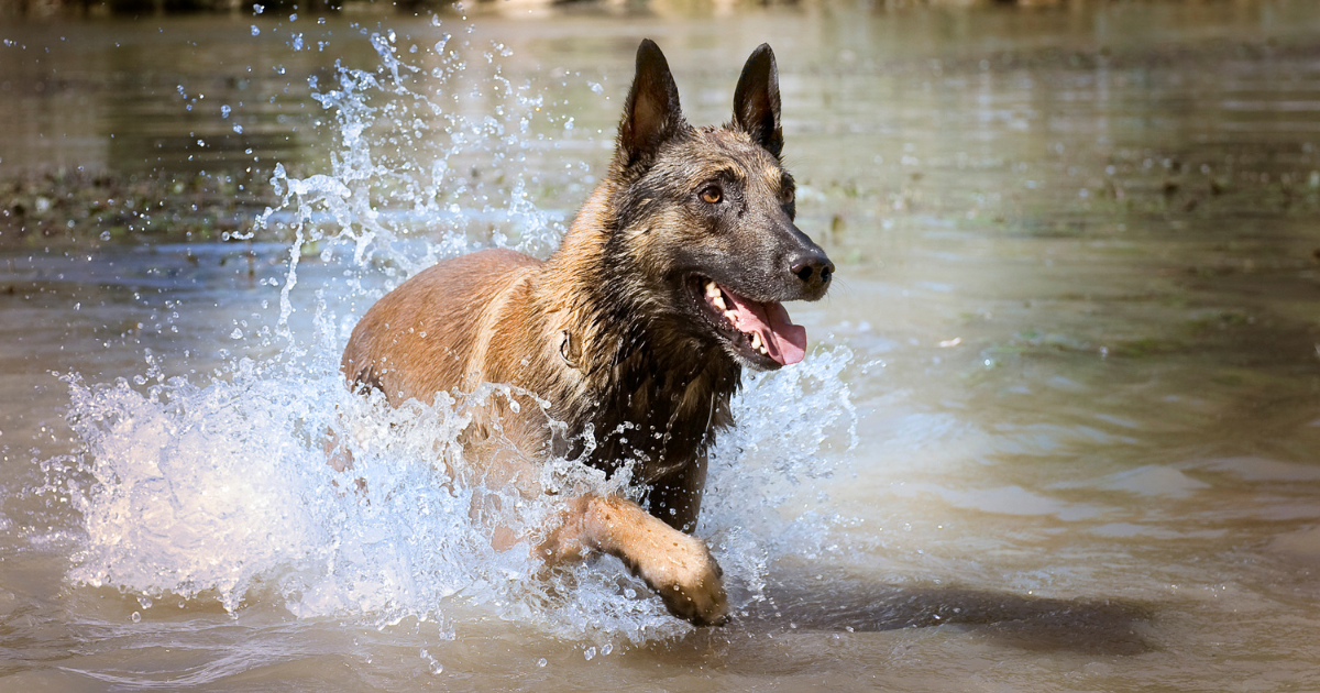 best-dog-breeds-for-trail-running