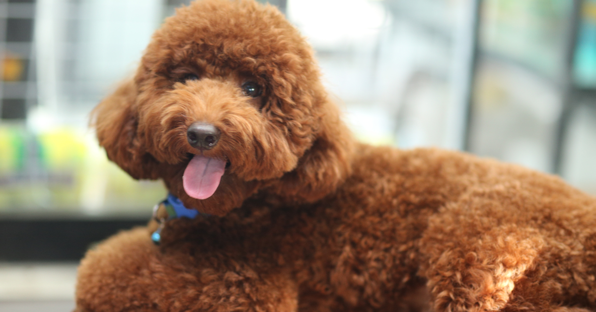 best-dog-breeds-for-city-living