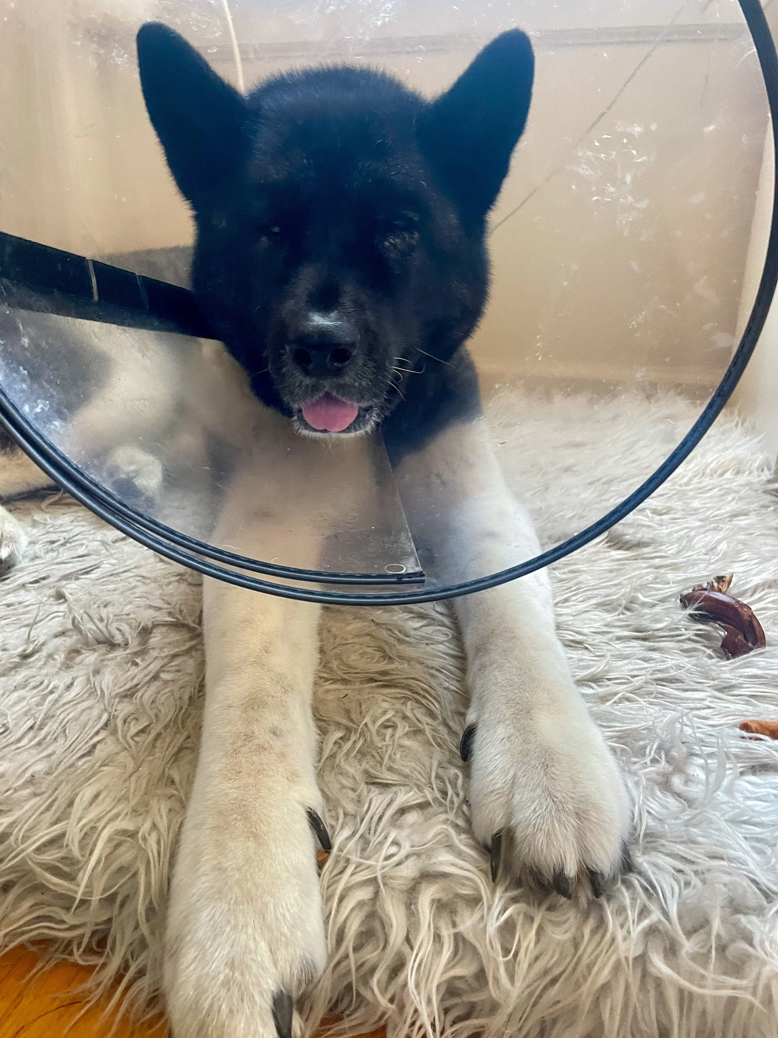 how-much-does-a-vet-visit-cost-for-a-sick-dog