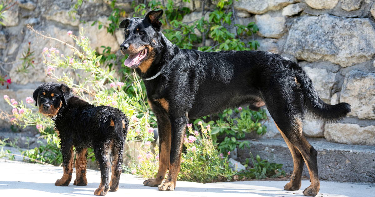 best-guard-dogs-for-women