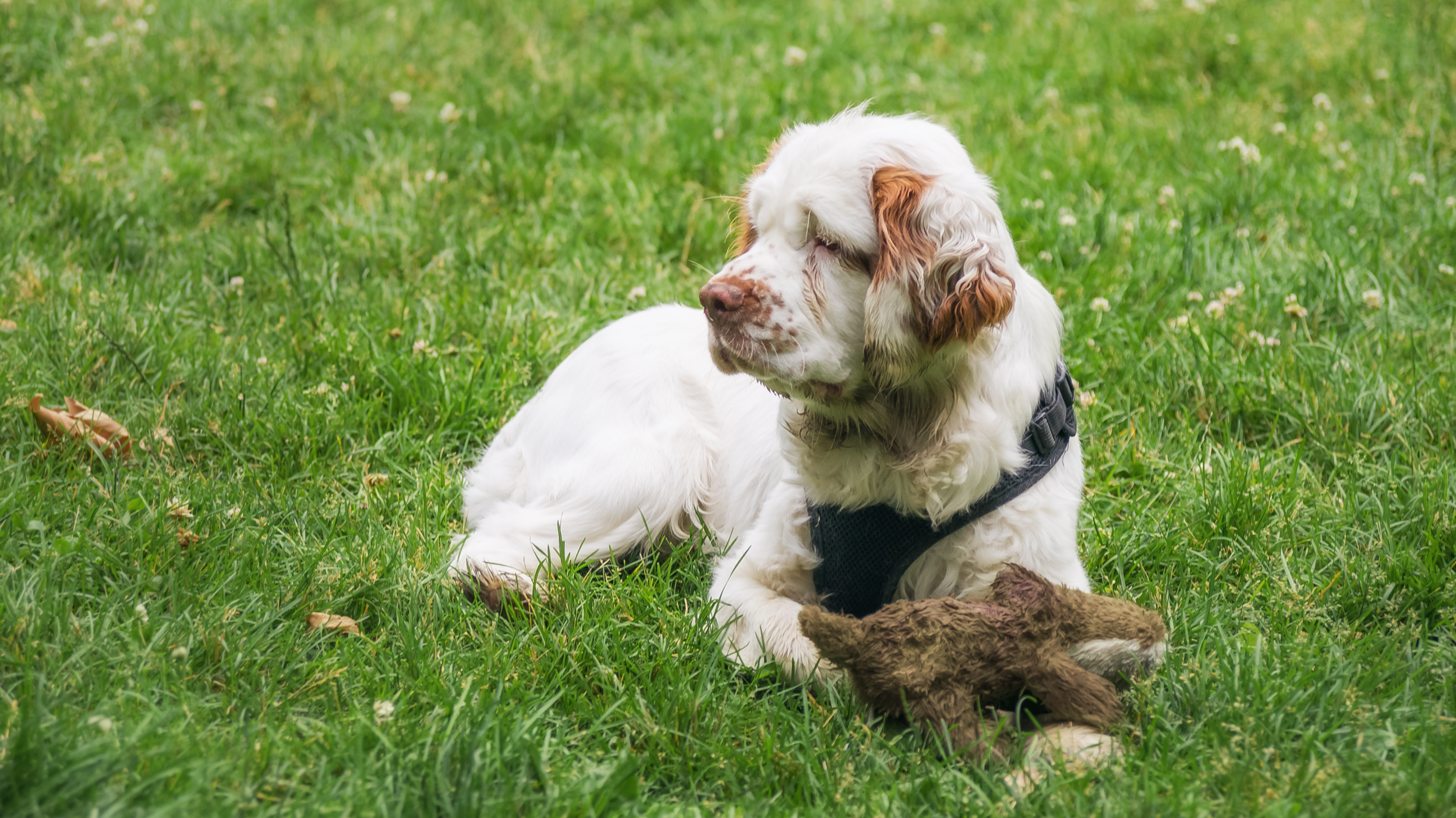 calm-dog-breeds-medium-sized