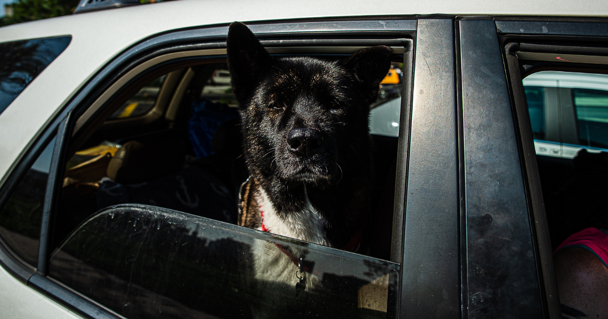 best-ramp-for-large-dogs