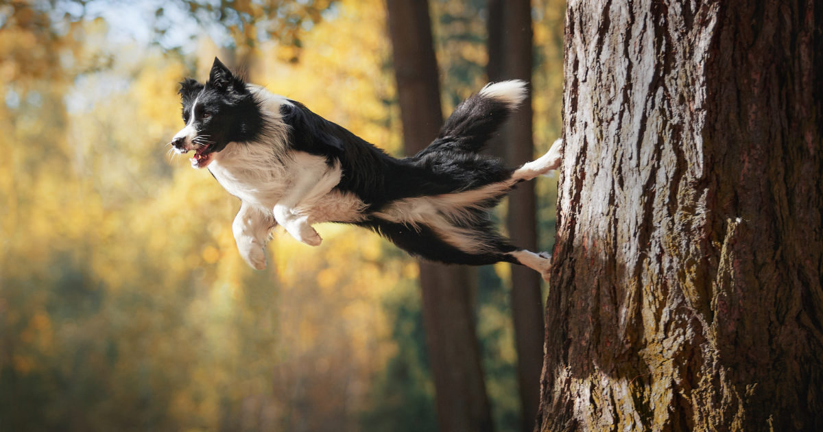 best-dog-breeds-for-trail-running