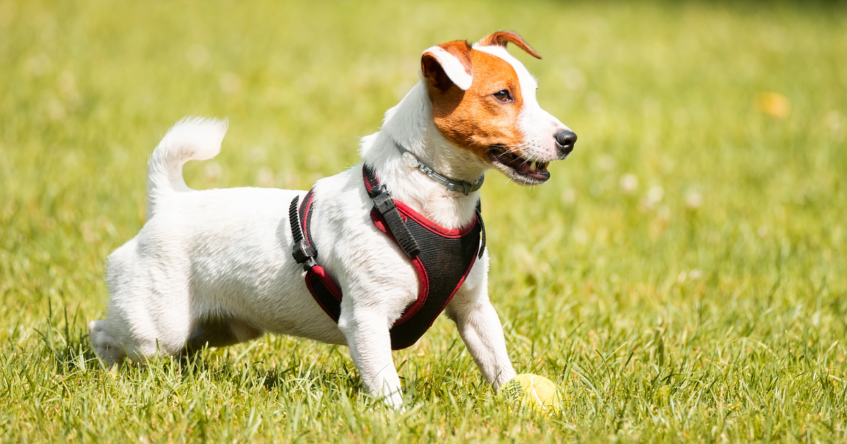 Best dogs for apartment living and hiking hotsell