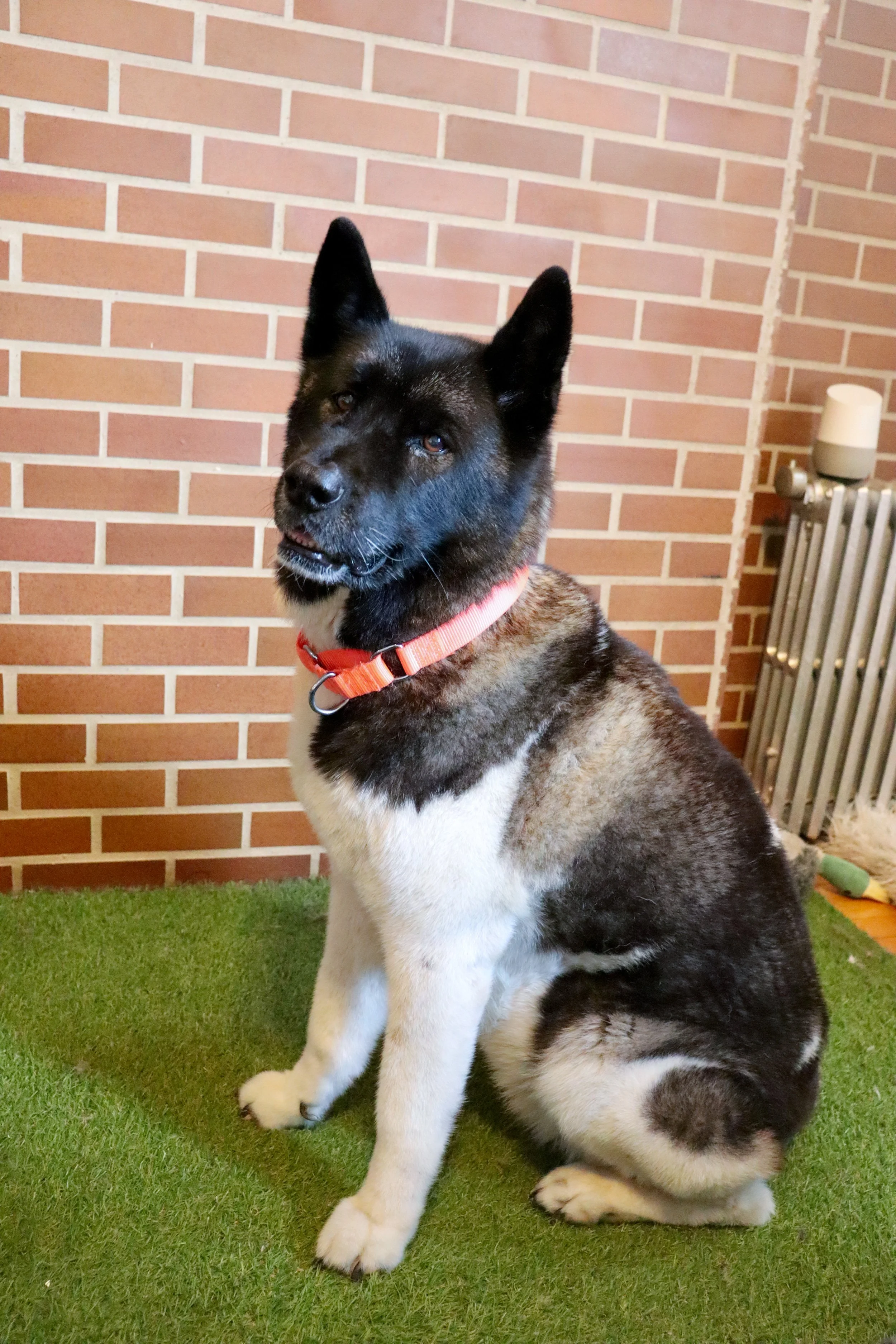 Celebrate-Halloween-with-your-dog