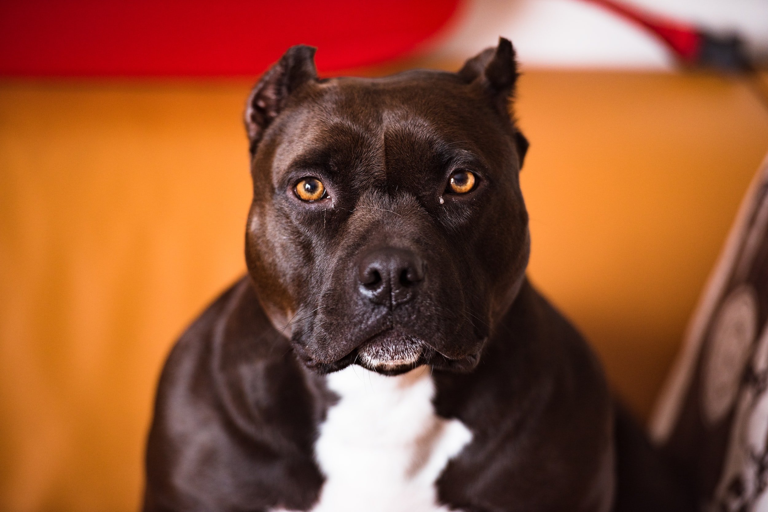 American Bully Dog Breed Information