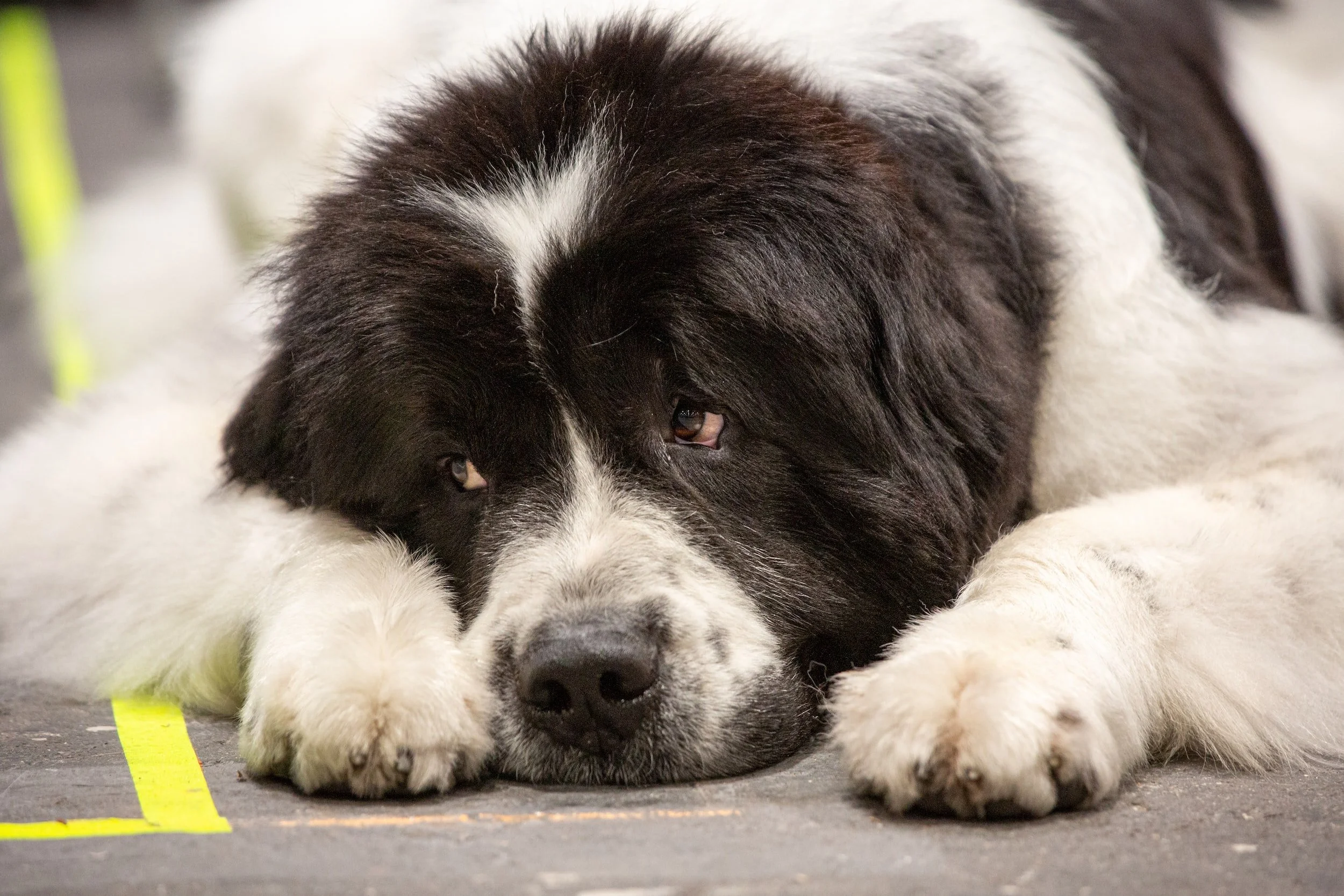 15 Best Dog Breeds for Cold Weather — Book of Dog