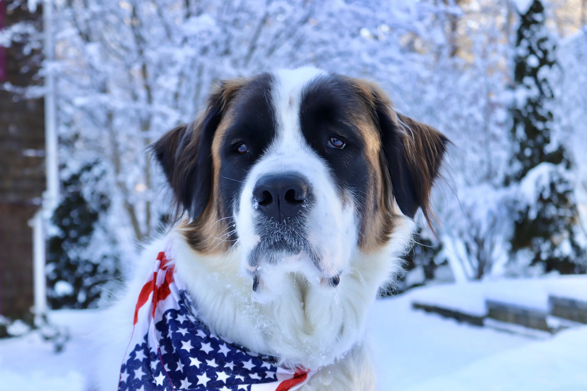 15 Best Dog Breeds for Cold Weather — Book of Dog