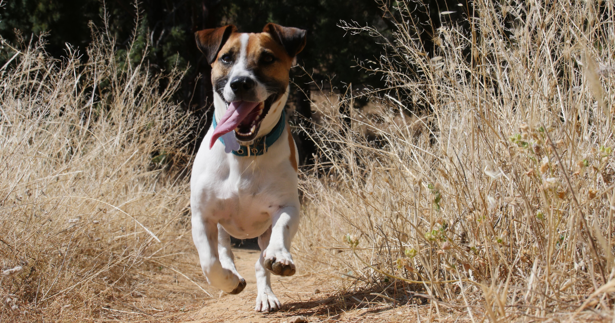 best-dog-breeds-for-trail-running
