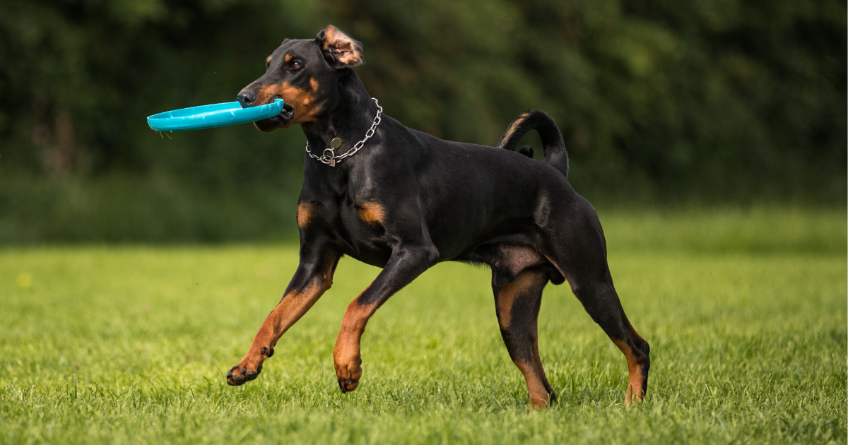 best-guard-dogs-for-apartments