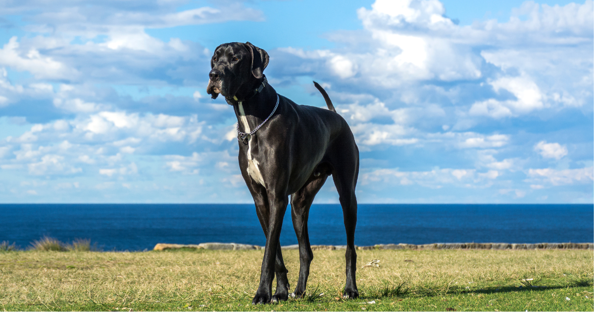 best-dog-breeds-for-city-living