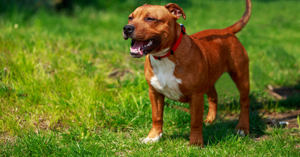 best-guard-dogs-for-apartments