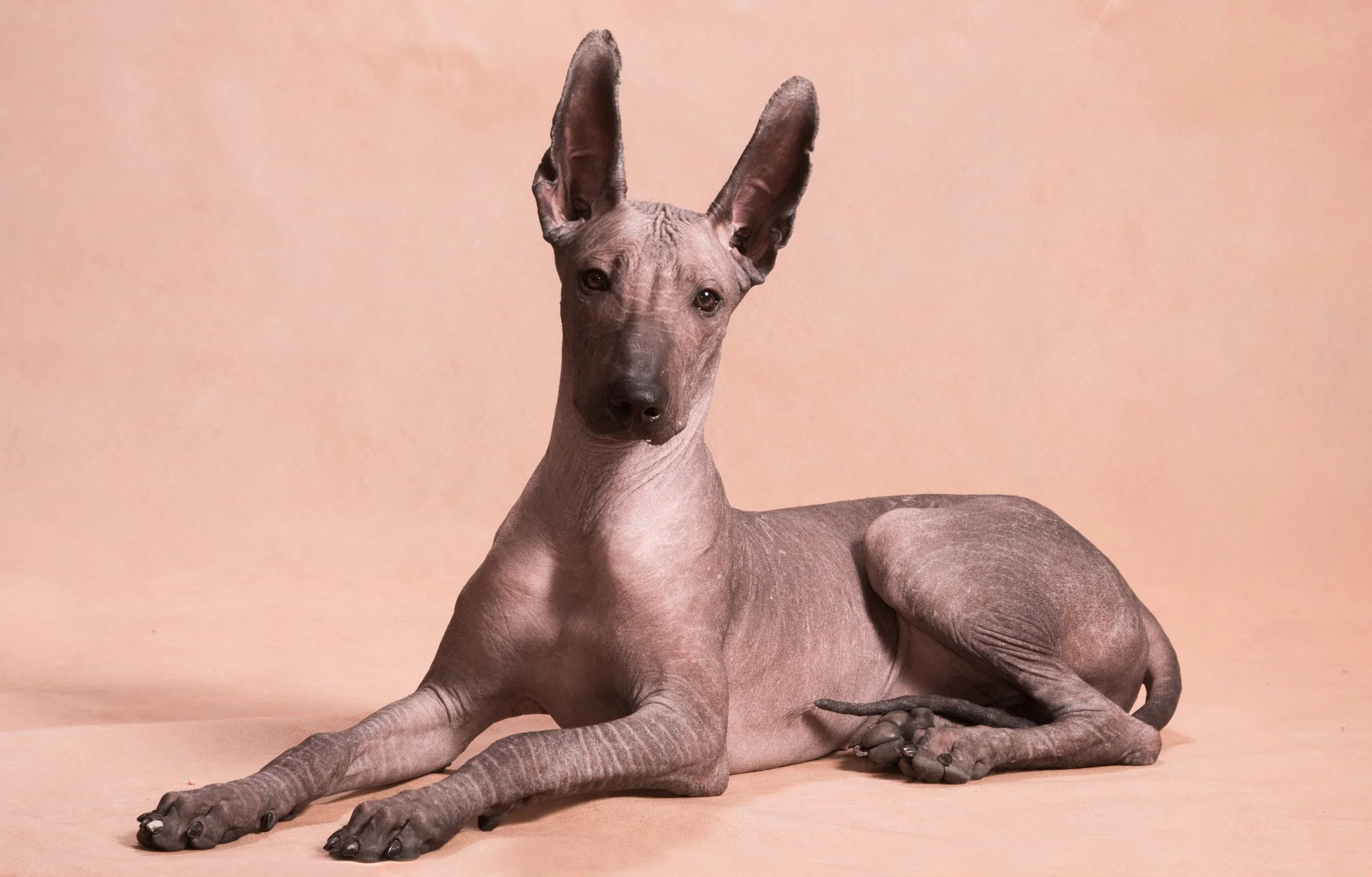 calm-dog-breeds-medium-sized