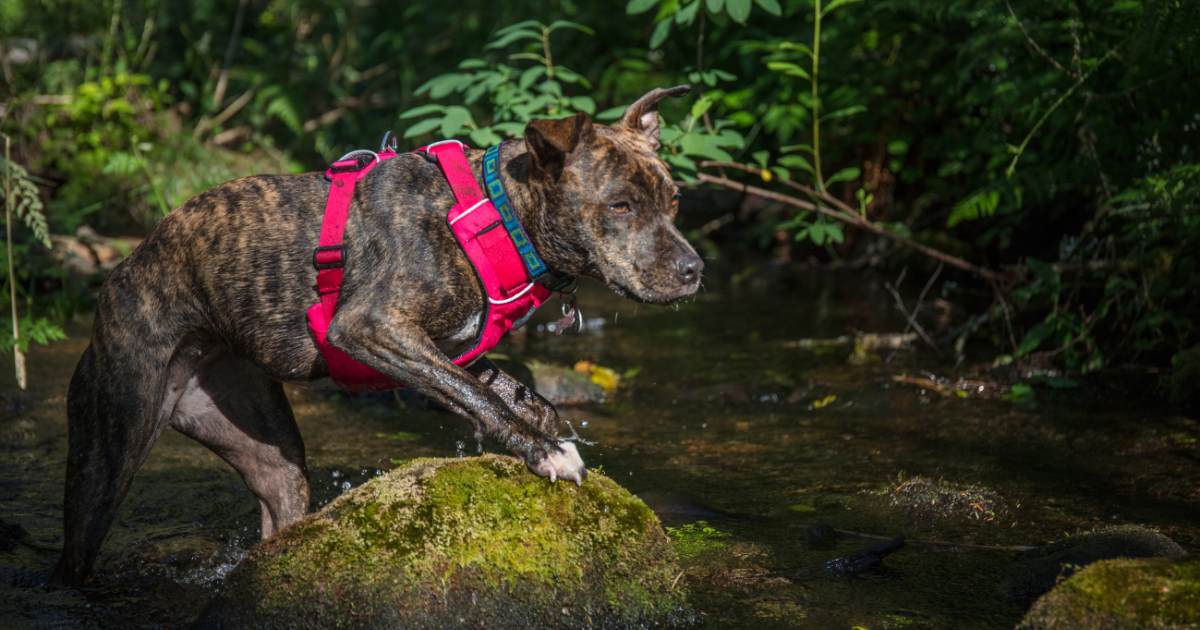 best-dog-breeds-for-hiking