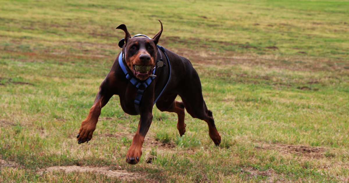 best-dog-breeds-for-trail-running