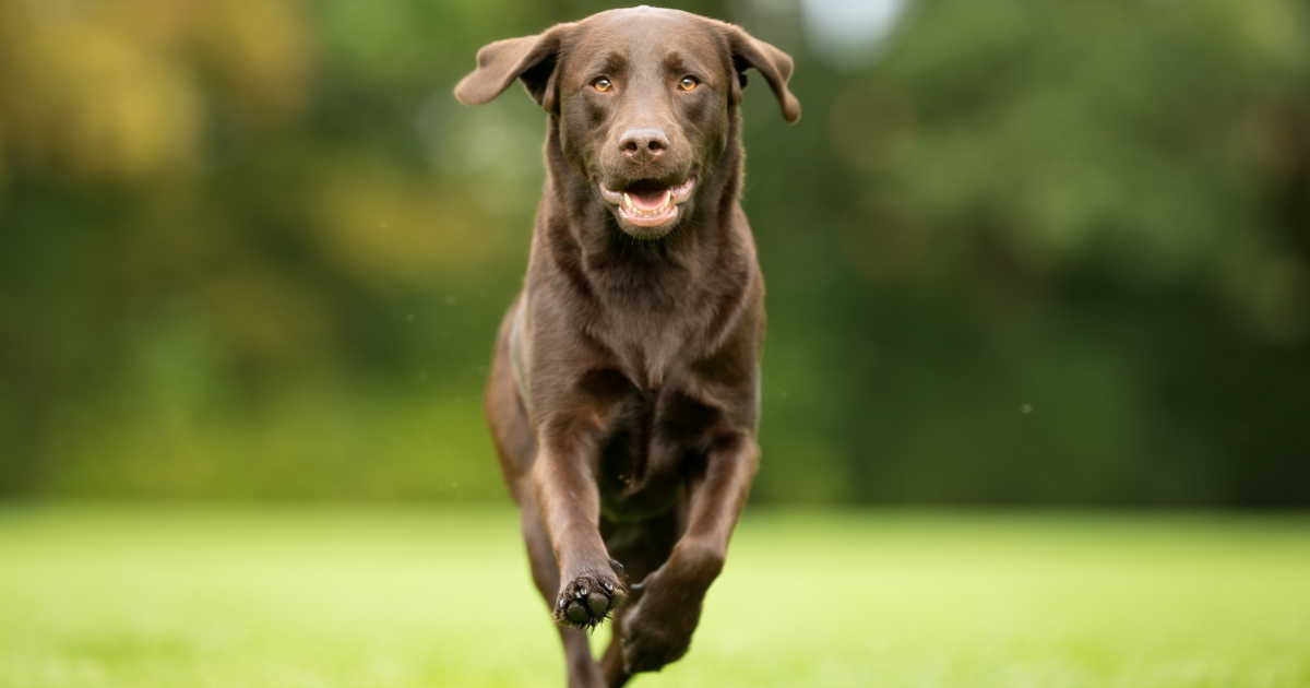 best-dog-breeds-for-trail-running