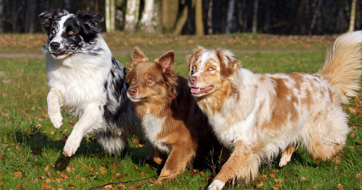 best-dog-breeds-for-trail-running