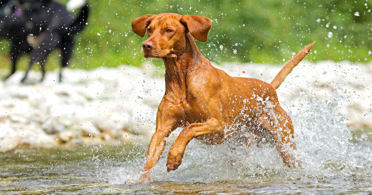 Best dogs to run and hike with 2025