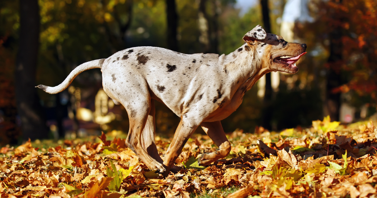 25 Best Dog Breeds for Hiking Top Picks for Trail Partners Book of Dog