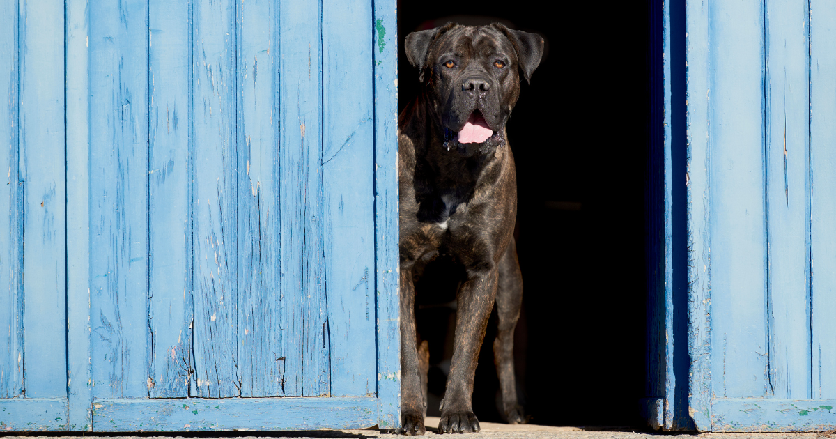 best-guard-dogs-for-women