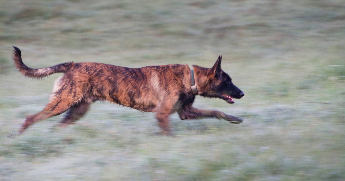 best-dog-breeds-for-trail-running