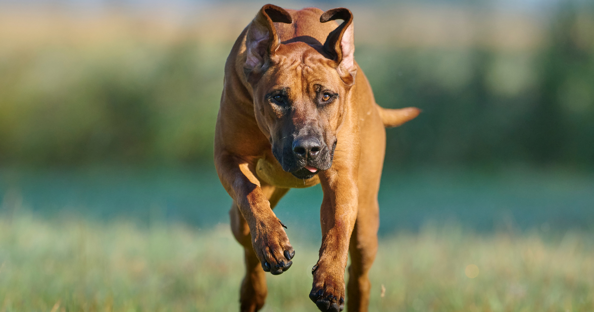 best-dog-breeds-for-trail-running