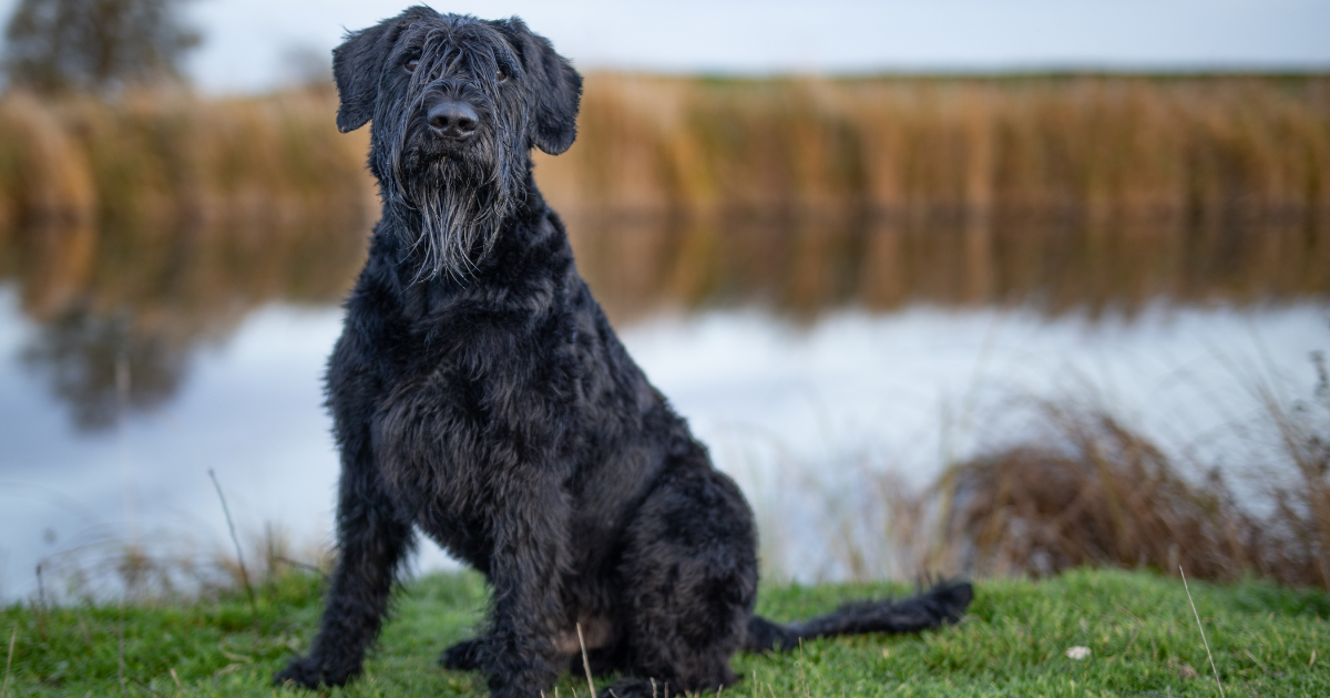 best-guard-dogs-for-women