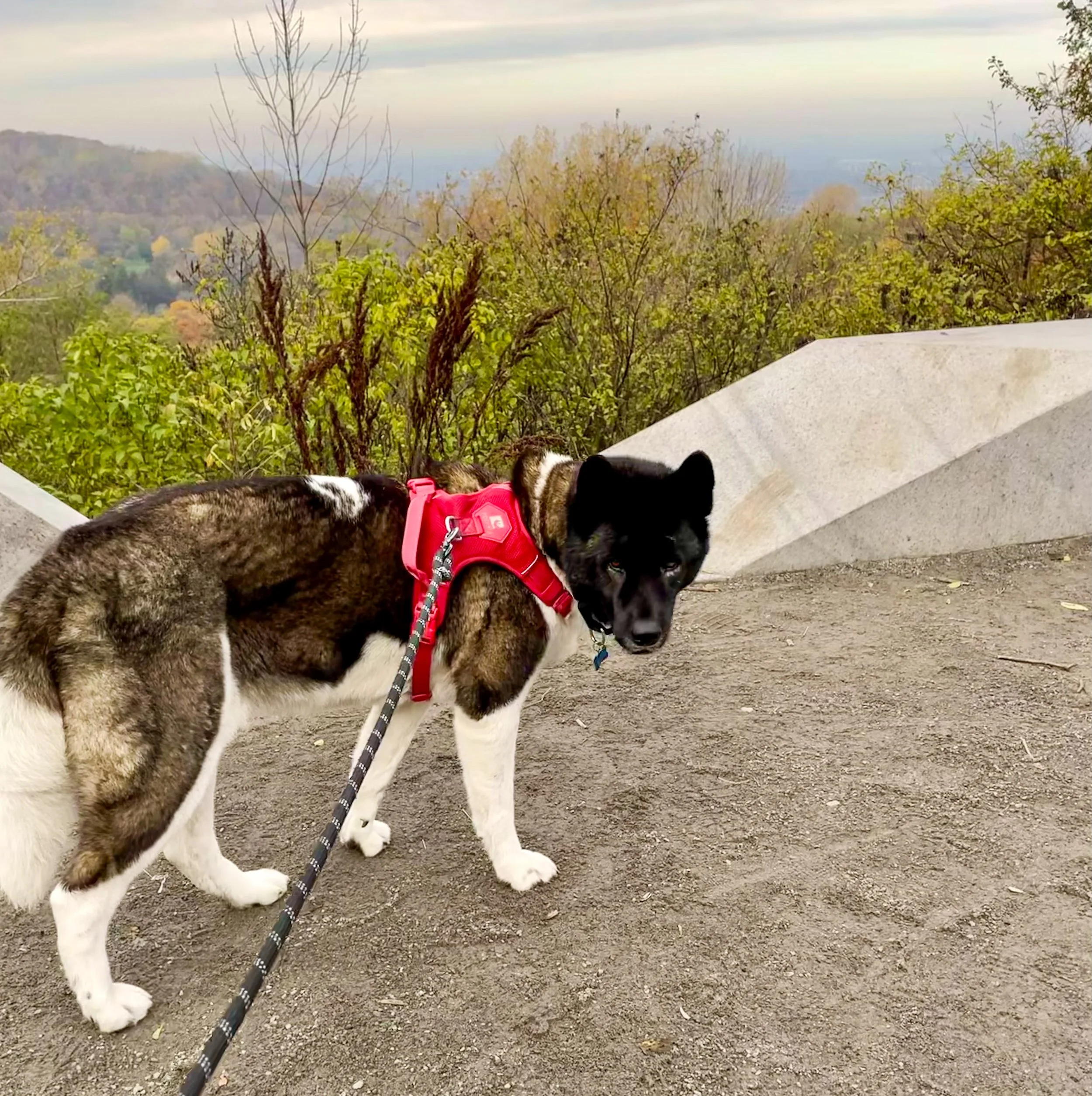 Celebrate-Halloween-with-your-dog