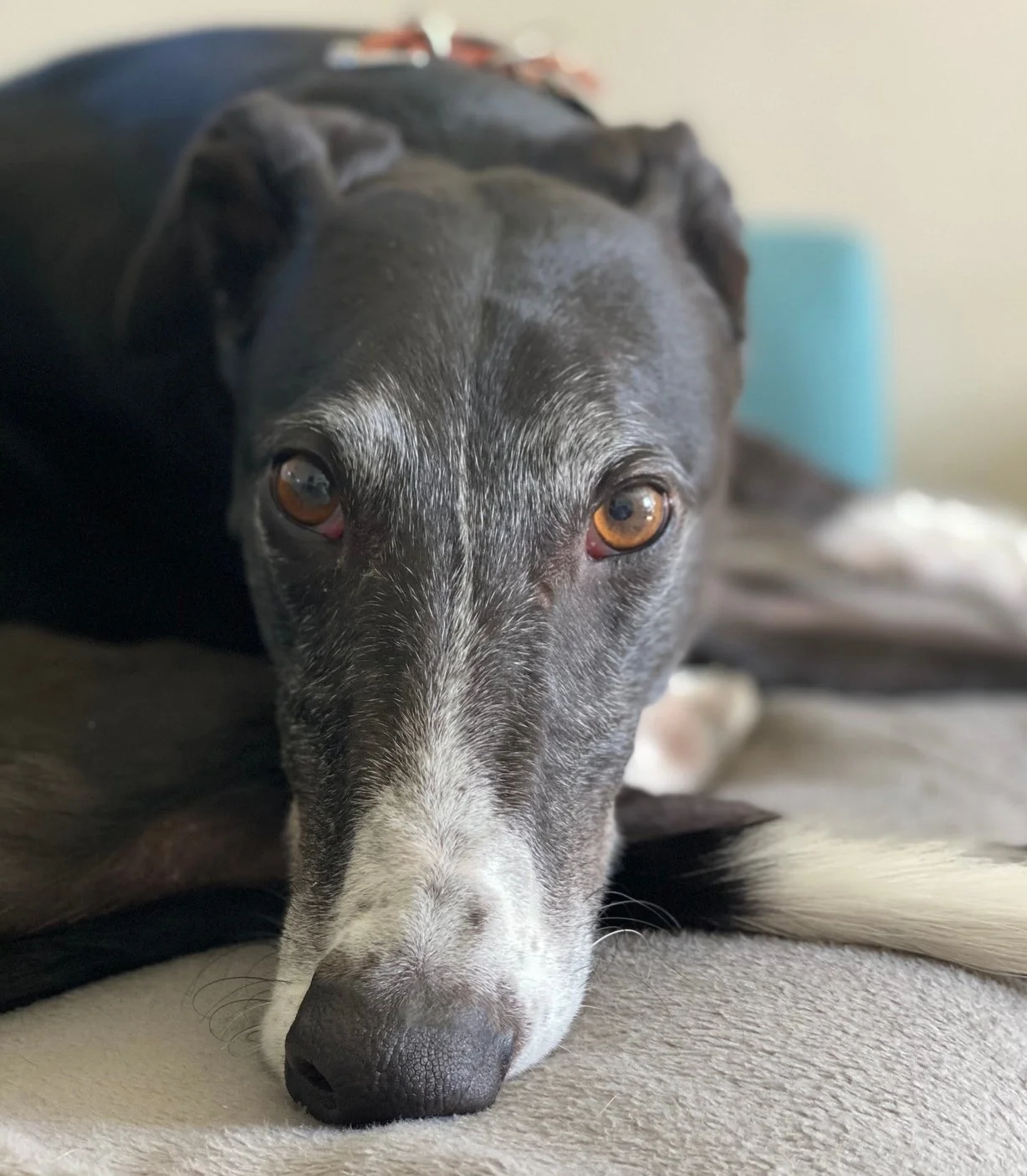 Calm-dog-breeds-medium-sized