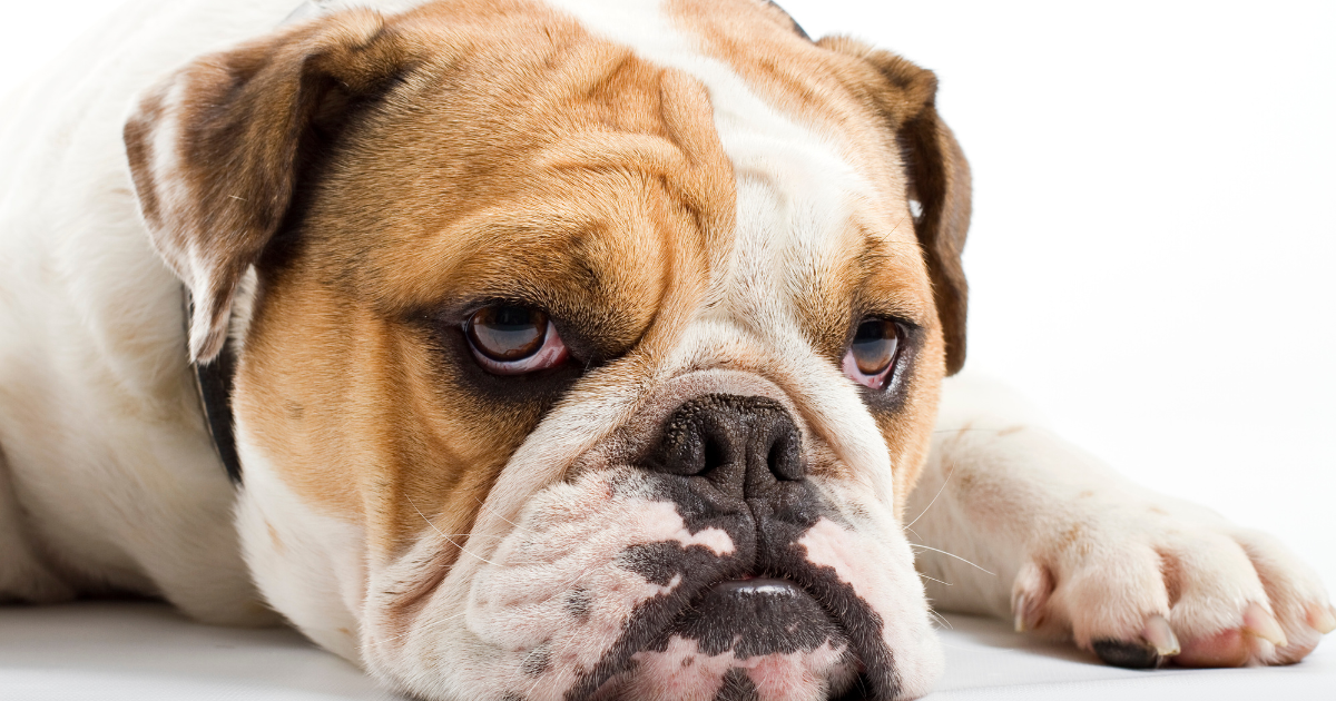 best-dog-breeds-for-city-living