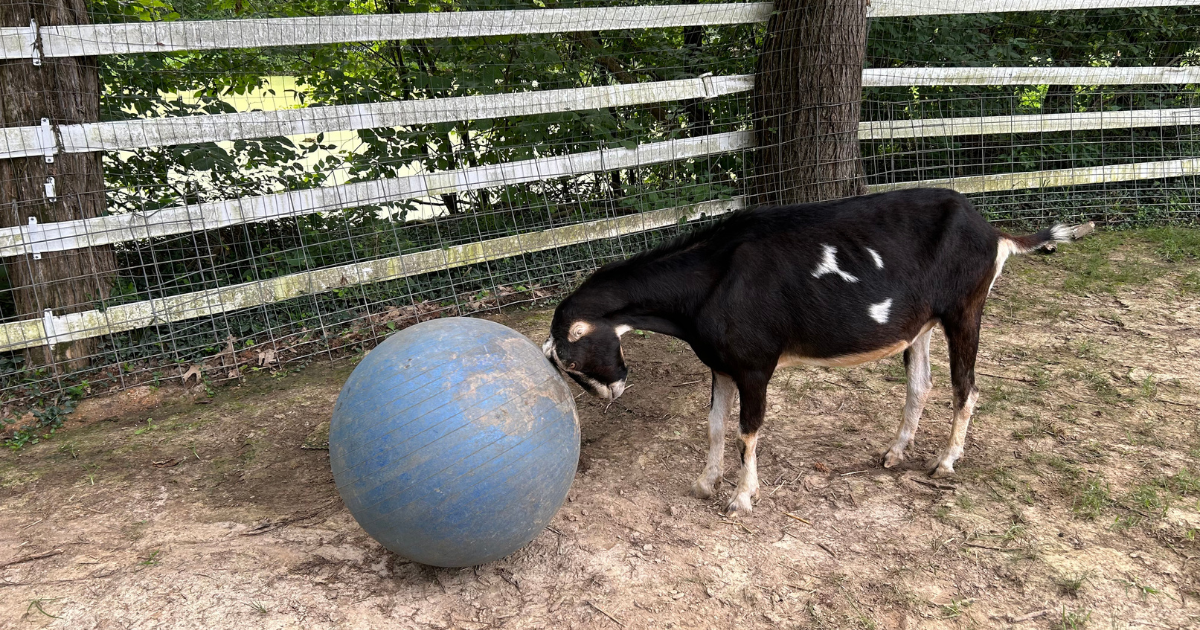 gentle-barn-book-review
