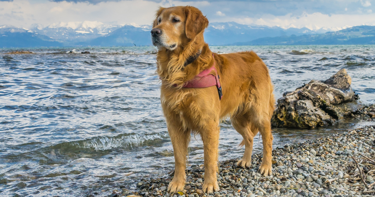 best-dog-breeds-for-hiking