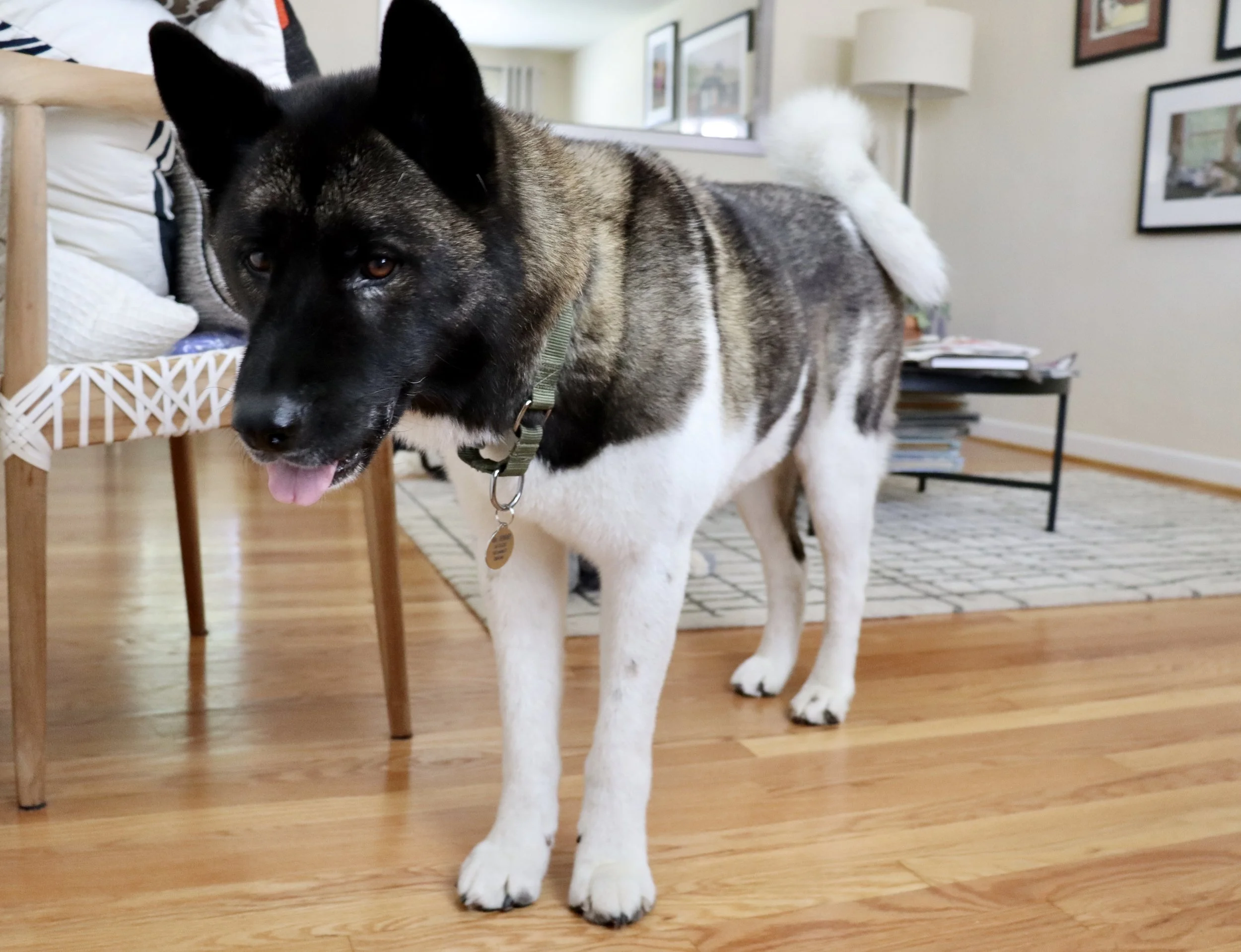 How Much Does Dog Food Cost Per Month? A Complete Breakdown — Book of Dog