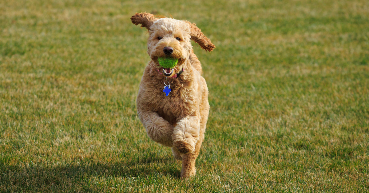 best-dog-breeds-for-trail-running