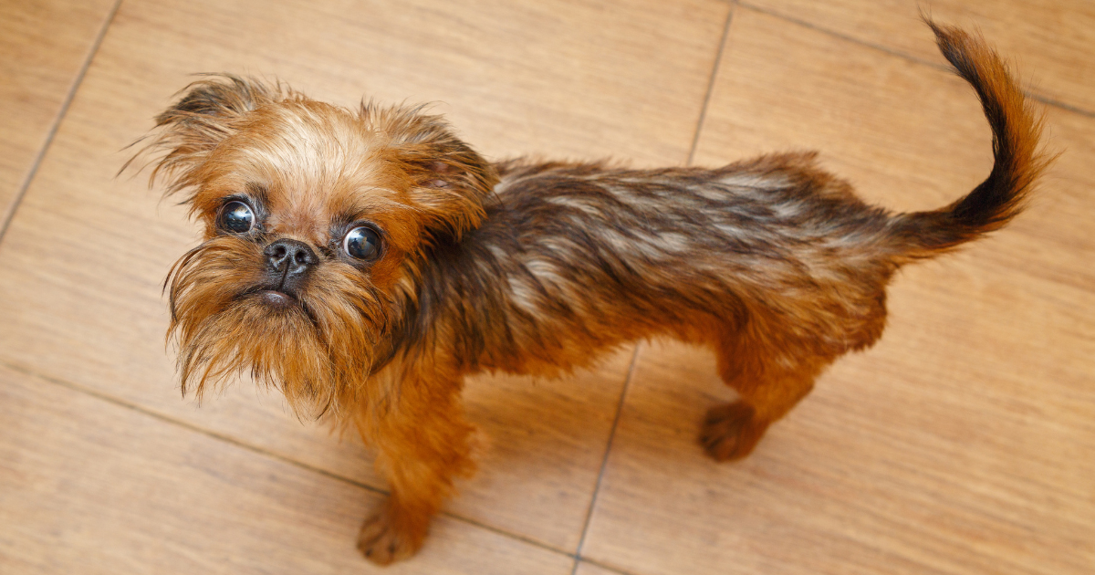 best-dog-breeds-for-city-living