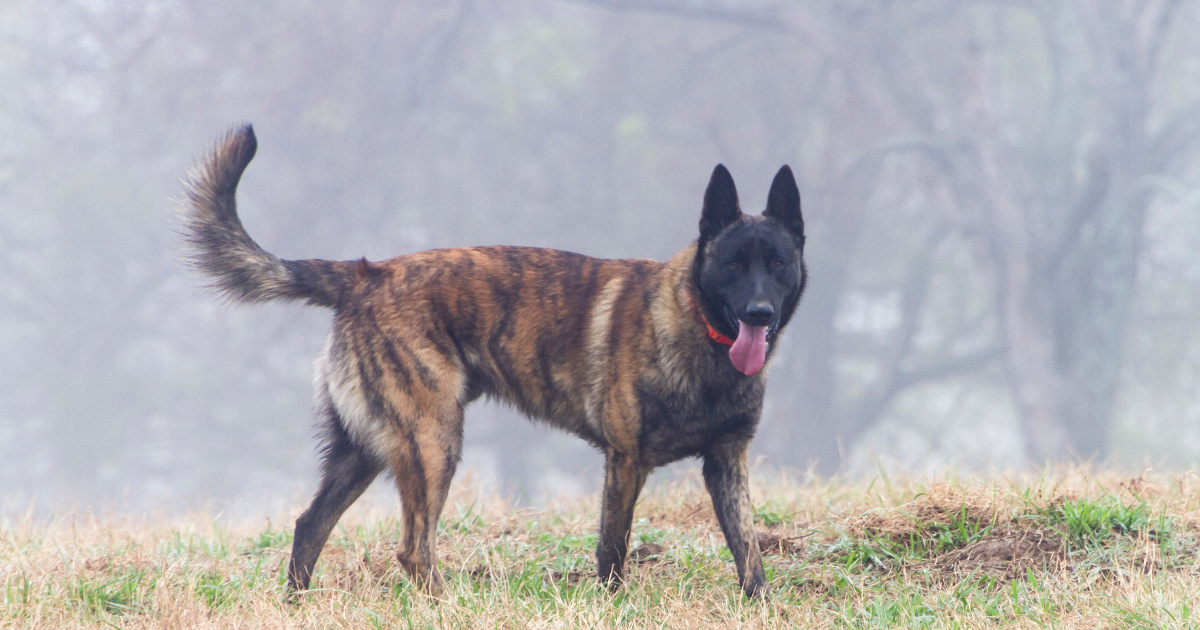 best-guard-dogs-for-apartments